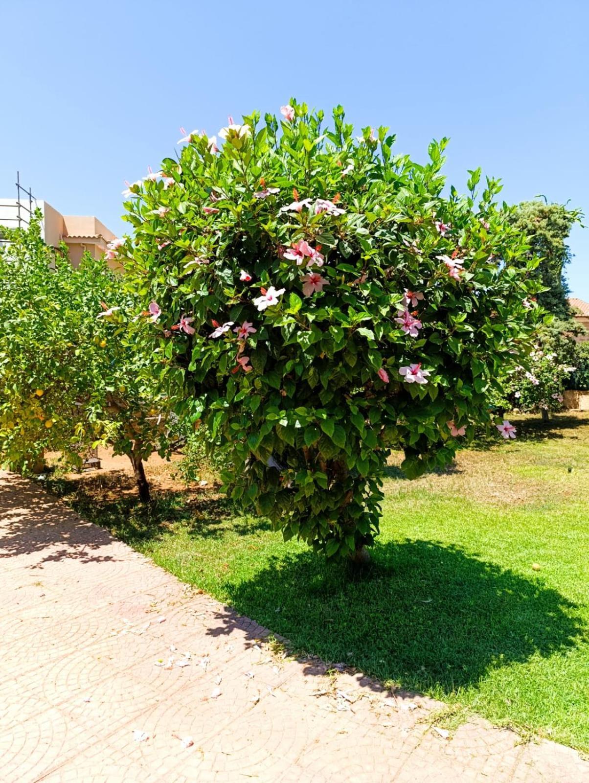 הוילה פלרמו Casa In Giardino A Pochi Passi Dal Mare מראה חיצוני תמונה