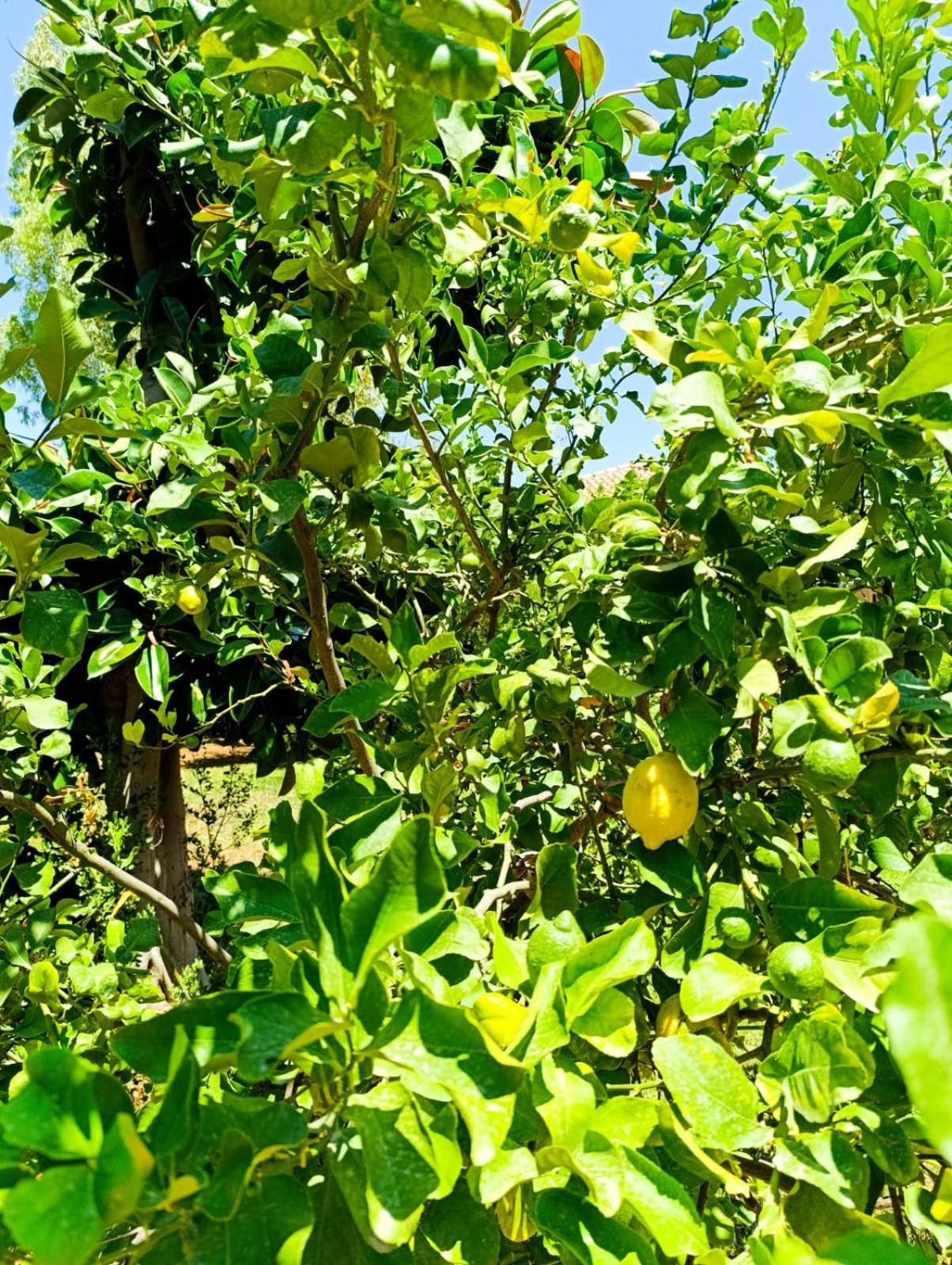 הוילה פלרמו Casa In Giardino A Pochi Passi Dal Mare מראה חיצוני תמונה